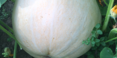 I will sell giant pumpkins, without any fertilizers, it