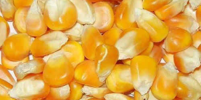 MAIZE is widely classified as a whole grain food,