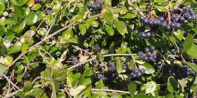 Aronia fruit for sale - price negotiable, depending on