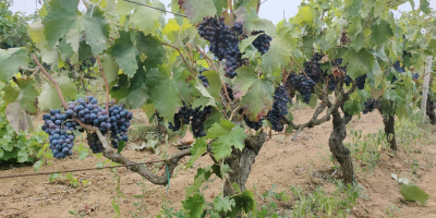 Zu verkaufen lose schwarzbeerige Weintrauben der Sorten NEGROAMARO und