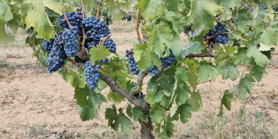 For sale bulk black berried wine grapes, NEGROAMARO and