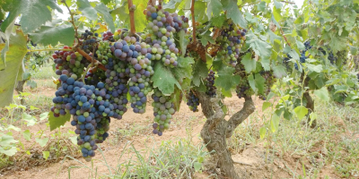 Zu verkaufen lose schwarzbeerige Weintrauben der Sorten NEGROAMARO und