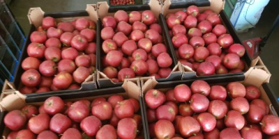 Предлагаме различни сортове ябълки. Можем да предложим например червен