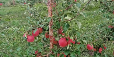 Bună dimineața de vânzare un măr SZAMPION, Rwanda Organic.