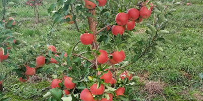 Bună dimineața de vânzare un măr SZAMPION, Rwanda Organic.