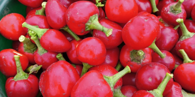 Cherry pepper, perfect for stuffing, e.g. with cottage cheese,