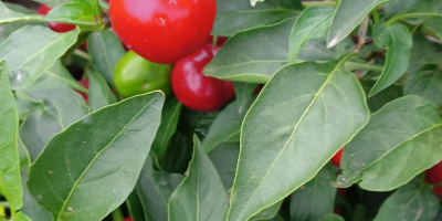 Cherry pepper, perfect for stuffing, e.g. with cottage cheese,