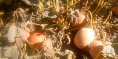 I will sell Bambino and Melon Yellow pumpkins weighing