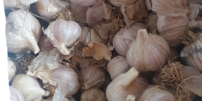 I will sell winter garlic of the Old Polish