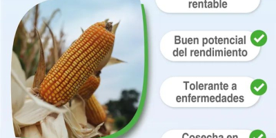 Tropi corn 101(7 to 12) ton/ha and agri144(3 to