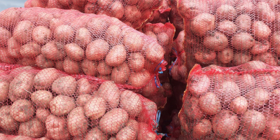 Vând cartofi de consum Bellarosa, Ambalat saci 35 kg.