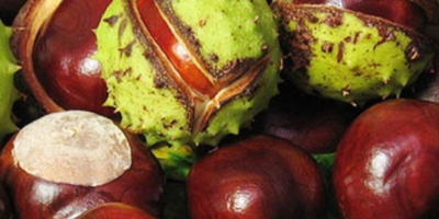 I am selling ecologically clean chestnuts (Aesculus hyppocastanum).For more