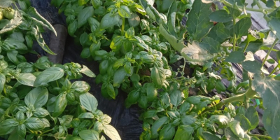 Genoese basil for sale, grown in a protected area.