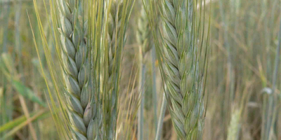 MELOMAN triticale Meloman winter triticale is a variety registered