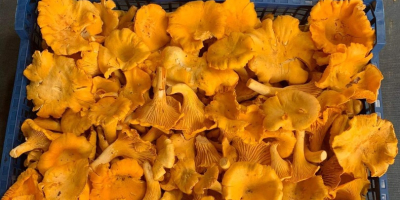 We are interested in fresh/dried/frozen chantarelles Whatsapp: +37258519777 Email: