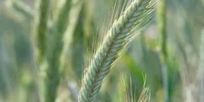 Ръж TUR • грубо зърно с добра еднородност и