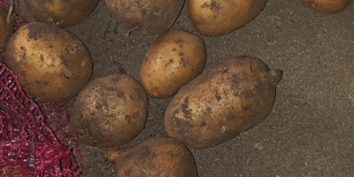 SELL FROZEN POTATOES FRESH POTATOES, PRICE - AGRICULTURAL ADVERTISEMENTS, Agro-Market24
