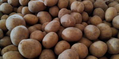 for sale large quantities of potatoes, various varieties: gala, lilly, colomba, melody and others. caliber and packing for your choice.
