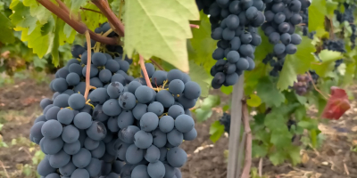For sale table grapes of own production, Moldova variety.