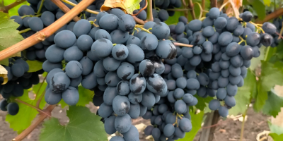 For sale table grapes of own production, Moldova variety.