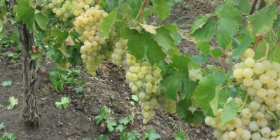 I am selling quality table grapes, White variety of