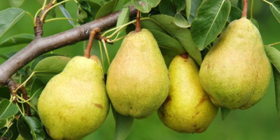 We sell pears