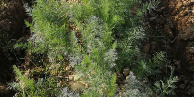 Fresh dill from Uzbekistan. Greens are prepared exclusively for