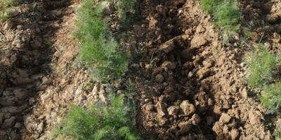 Mărar proaspăt din Uzbekistan. Verdele sunt preparate exclusiv pentru
