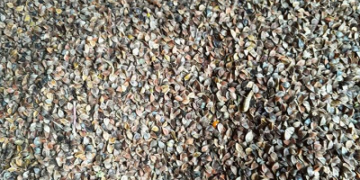 I will sell about 2.5 tons of buckwheat from