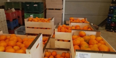 Ich verkaufe Mandarinen, Clementinen ohne Zwischenhändler, direkt vom Erzeuger,