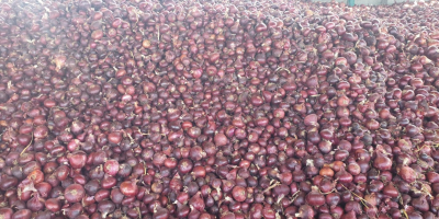 We are selling actual Bio Onions Red - Top
