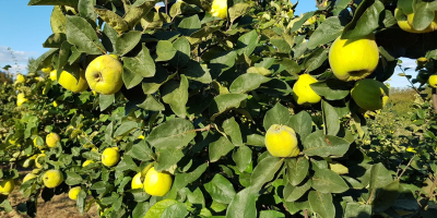 I sell a total of 10t of quinces from