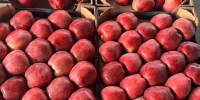 We sell different varieties of apples in large quantities!