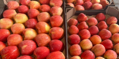 We sell different varieties of apples in large quantities!
