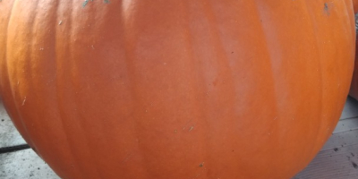 Kürbis schön gefärbt, orange, mit einem Gewicht von 2