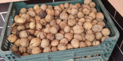 Noci fresche quest&#39;anno