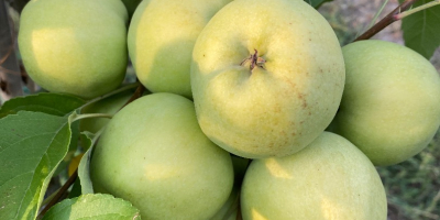 Goldendelicious apples - certified organic for industry - €0.30