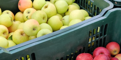 I am selling approximately 3-3.5 tons of apples, different
