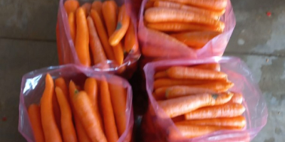 Fresh carrots. FOB price. We can pack to the