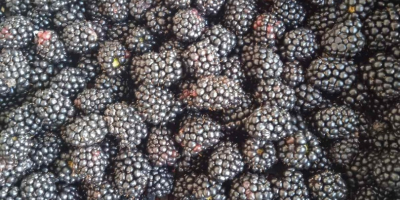 I will sell Blackberry from Ukraine. Only TIR Quantities.