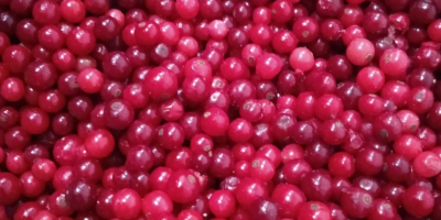 I will sell frozen cranberries from Ukraine. Only TIR
