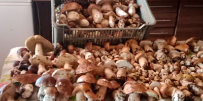 Dried porcini mushrooms tel739528443