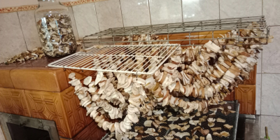 Dried porcini mushrooms tel739528443