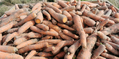 Ядливи моркови, големи и дълги. За по-големи количества цената