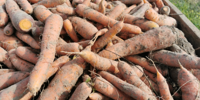Edible carrots, large and long. For larger quantities, the