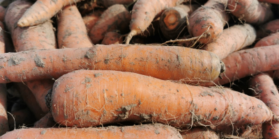 Edible carrots, large and long. For larger quantities, the