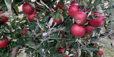 Piros jonaprinc almát adok el,kb 70t.Van más fajtánk is