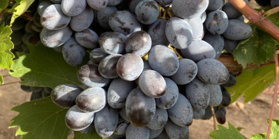 &quot;Osenii Ciornii&quot; table grapes, resistant to transport and storage