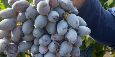 Трапезно грозде &quot;Osenii Ciornii&quot;, устойчиво на транспортиране и съхранение