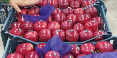 Apples Starkinson and Granny.